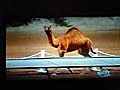 4 midgets relay race a camel