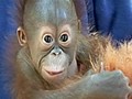 Baby orangutan in search of mom
