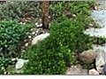 Growing Ground Covers in Your Garden