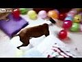 Dogs Best Birthday Party Ever