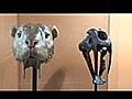 Falta de dinero tiene en peligro de &#039;extinción&#039; a los fósiles del Museo de Historia Natural de Lima