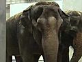 New Elephants Examined