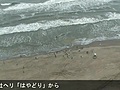 浅瀬にマッコウクジラ　千葉・山武市の海岸