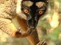 Madagascar&#039;s Lemurs thrive