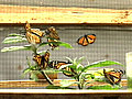 Monarch butterfly population falling