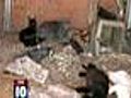 49 Cats Seized in Hoarding Case