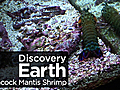 Earth: Peacock Mantis Shrimp