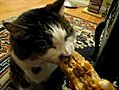 Cat Can Has Cheeseburger