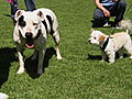 Pit Bulls and Parolees: Blind Dog Meets Deaf Dog