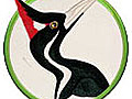 NOVA scienceNOW: Ivory-Billed Woodpecker