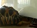 Turtle Can’t Fit Under Couch