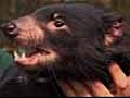 Discovery may save Tasmanian Devils