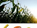 Thursday Sector Laggards: Agriculture & Farm Products,  Defense Stocks