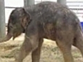 Houston Zoo welcomes baby elephant Baylor