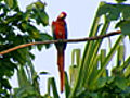 Parrot Poachers