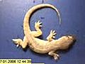 Unbelievable!! Time-lapse of a whole dead gecko rapidly eaten by ants in just a few hours!