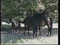 Avoir un cheval Ã  la maison