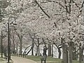 In D.C.,  cherry blossoms bloom
