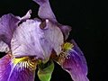 Time-lapse Of Growing Blue Iris Flower 2 Stock Footage