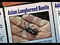 How To Learn About Asian Longhorned Beetle