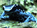 News: Zoo Logic :: Poison Dart Frog