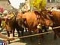 La transhumance dans le Cantal prend des airs de...