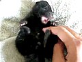 Cute Baby Skunk