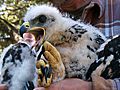 Golden eagles fight for survival in the Altamont Pass