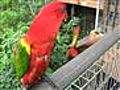 Talking Parrots Video