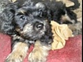 puppy  i love you because