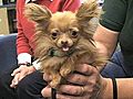 Dancer the tiny Chihuahua goes for new world record