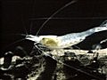 National Geographic Animals - Blind Shrimp Leading Blind Cavefish