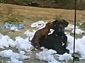 2 Dogs Humping - Dachshund Weiner Dog And Great Dayne