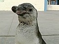 Wayward penguin waddles into hearts of Peruvians