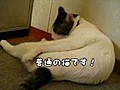 おもしろくない猫