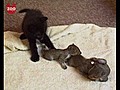 Cat Adopts Baby Squirrels