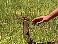 Dangerous Encounters - Deadliest Snakes