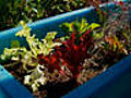 CHOW Tip: How to Grow Your Own Salad in a Box