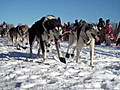 Alaska’s Iditarod begins