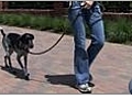 Dog Leash Training - Real World Skills