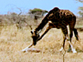 Lions vs. Baby Giraffe