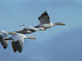 Snow goose migration