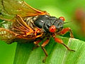 The cicadas are coming.&#32;&#32;Yum!