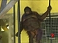 Obese orangutan sent to fat camp