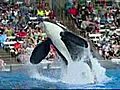 Tilly The Killer Whale Returns To SeaWorld