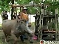 Thai Buffalo Training Camp at Chiang Mai,  Thailand