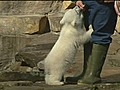 Knut the polar bear dies