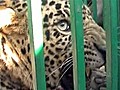 Leopard rescue in India