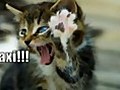 FUNNIEST KITTIES Very Funny Cats 38