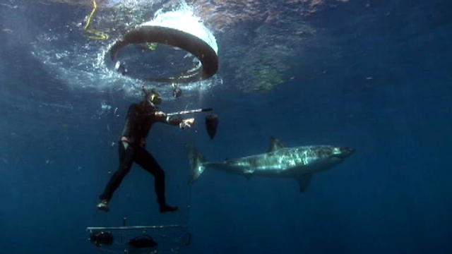 Shark Week: The Shark Tube